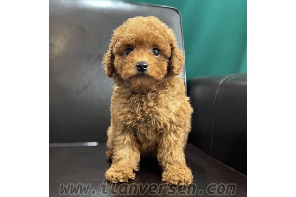 Barış Mah. köpek ilanı ver