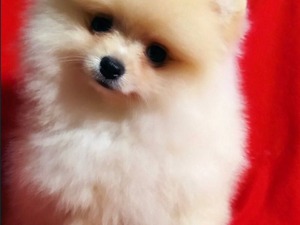 Dişi ve Erkek köpek Barbaros Mah.