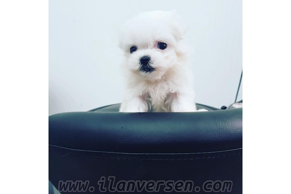 Adalet Mah. Maltese terrier ilanları