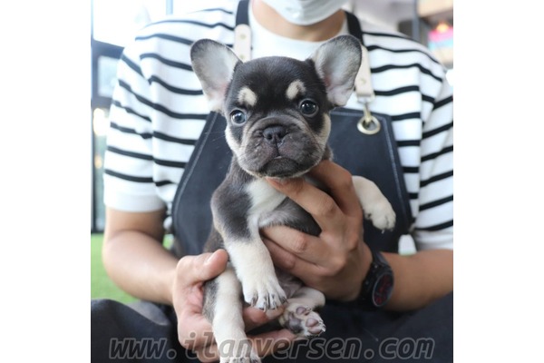 Cumhuriyet Mah. köpek ilanları