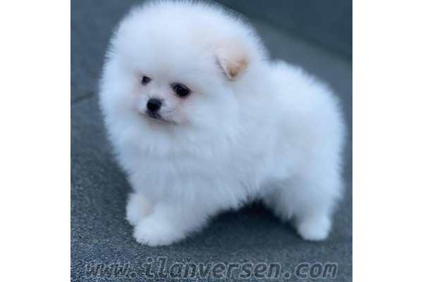 Pomeranian Feyzullah Mah.