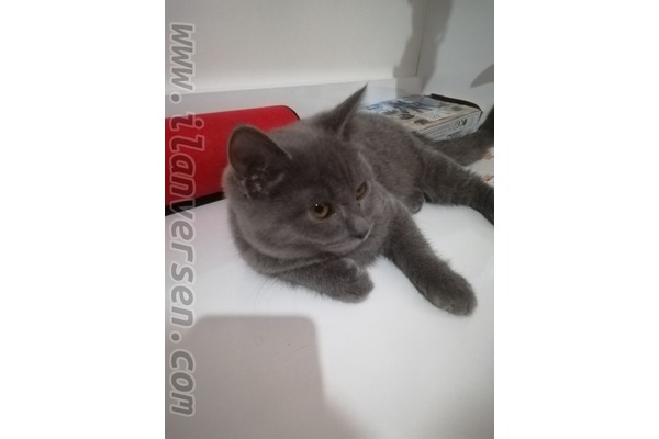kedi British shorthair fiyatları