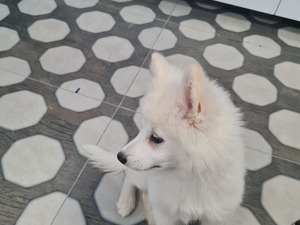 Şehit Osman Avcı Mah. köpek ilanları