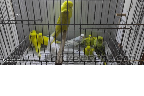 Jumbo / Show jumbo muhabbet kuşu Dişi ve Erkek Muhabbet