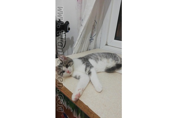 British shorthair Eğitimli