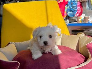 köpek ilanlari Ataşehir Atatürk Mah.
