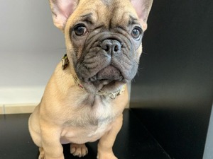 French bulldog Sahibinden 1 TL