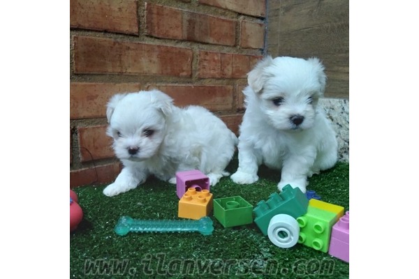 Maltese terrier Dişi ve Erkek köpek