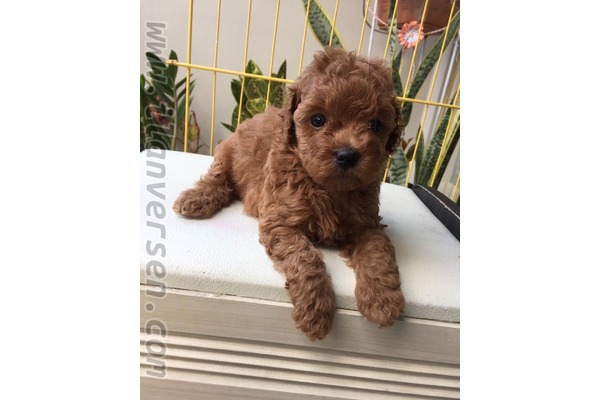 köpek Poodle fiyatları
