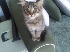 İstasyon Mah. kedi fiyatları