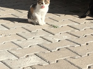 2 aylık kedi Dişi kedi Beşikkaya Mah.