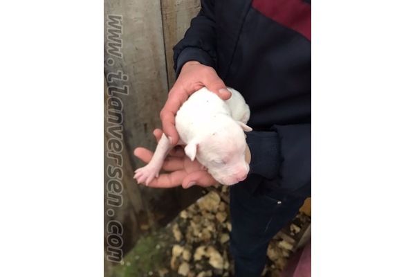 Diğer köpek ırkı 700 TL Cumhuriyet Mah.