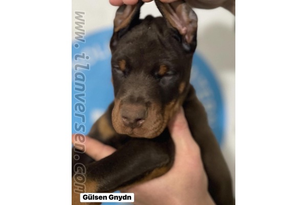 Doberman Sahibinden 15000 TL