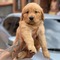 Cumhuriyet Mah. köpek ilanı