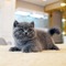 British shorthair Dişi ve Erkek kedi