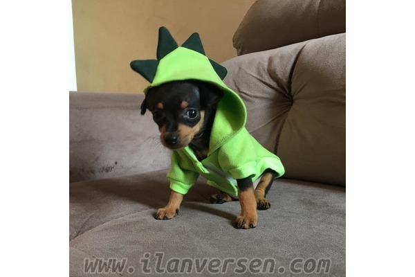 Cumhuriyet Mah. köpek ilanı ver