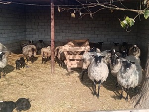 romanov koyun fiyatı 14 Kasım Mah. hayvanlar ilanları