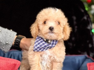 Poodle Ataşehir Atatürk Mah.