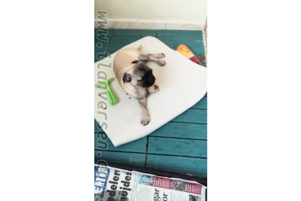 köpek ilanlari Org. Nafiz Gürman Mah.