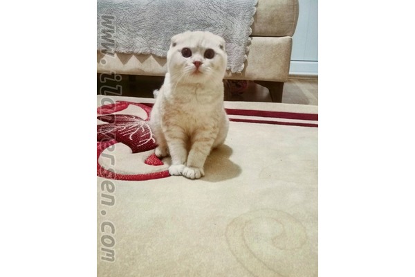 Scottish fold Sahibinden 2250 TL