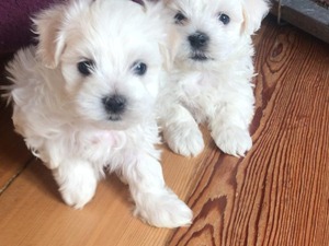 yavru maltese terrier Merkez Mah. köpek ilanı ver