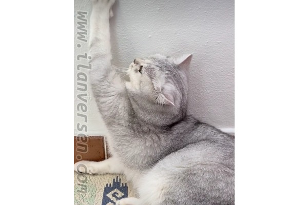 Cumhuriye Mah. kedi ilanı ver