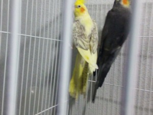 gri papağan Sahibinden Sultan papağanı Papağan fiyatları