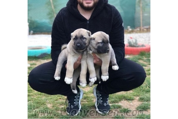 Kötekli Mah. köpek fiyatları