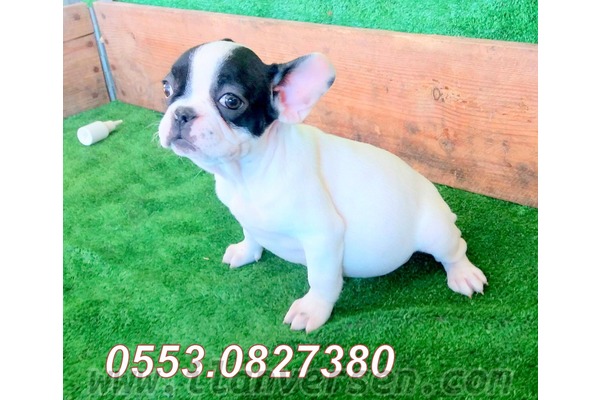 köpek French bulldog fiyatları