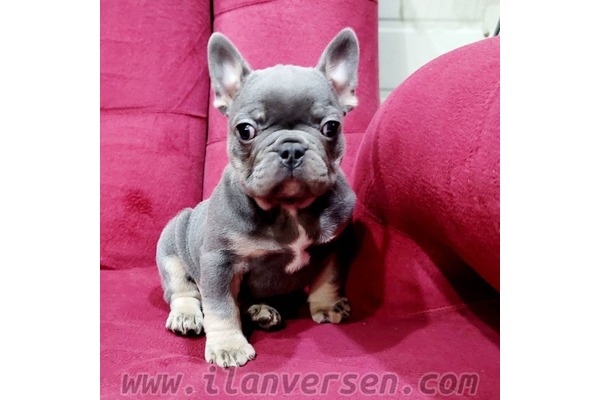 French bulldog yaş 0-3 Aylık