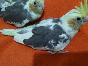 Sultan papağanı Dişi ve Erkek Papağan