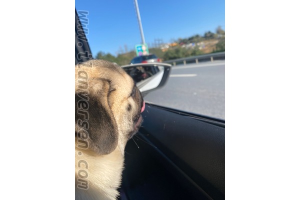 Fatih Mah. köpek ilanları