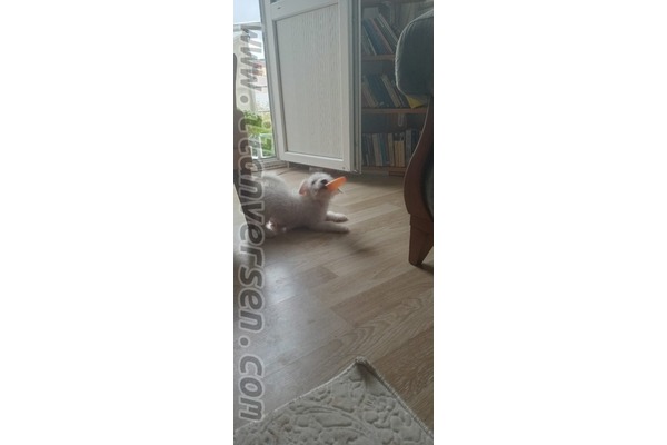 Maltese terrier Daha önce hayvan bakanlara