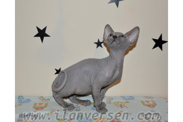 Aşılı Sphynx
