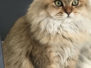 golden 6 aylık Diğer kedi ırkı ilanları