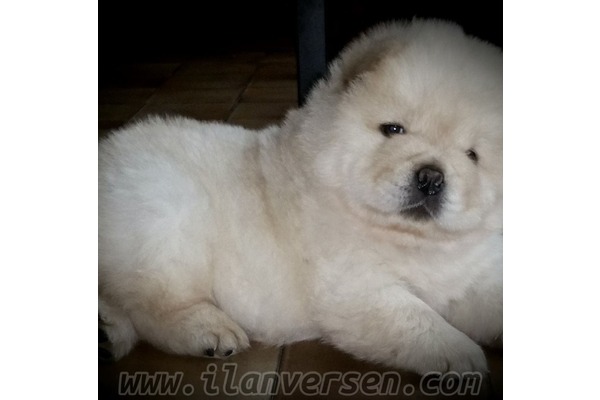 Chow Chow Sahibinden Cumhuriyet Mah.