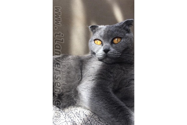 Eski Kuyumcular Mah. kedi ilanı ver