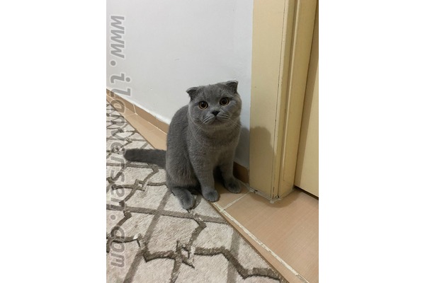 kedi Scottish fold fiyatları