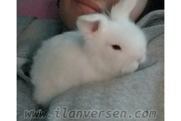 Lop ilanı