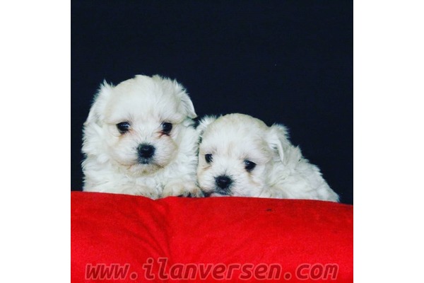 Adalet Mah. Maltese terrier ilanları