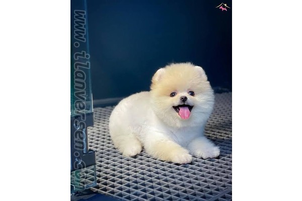 Yunus Emre Mah. Pomeranian ilanları