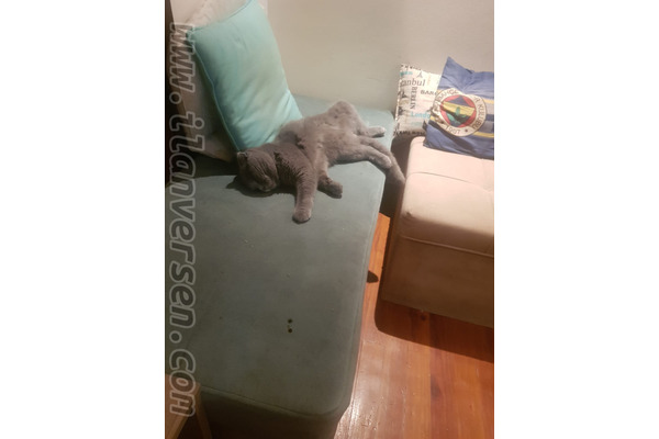 kedi Scottish fold fiyatları