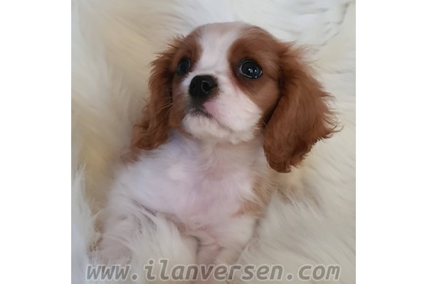 Cavalier king Charles yaş 0-3 Aylık