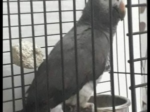  Afrika gri papağanı / jako papağanı Erkek Papağan