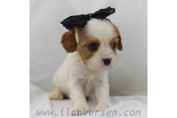Hürriyet Mah. köpek ilanları