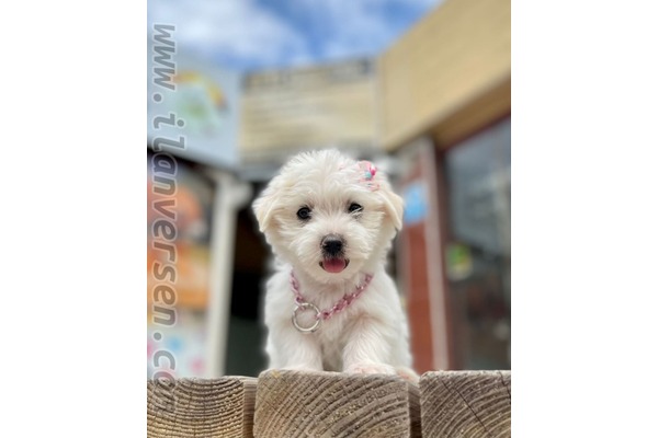 Ataşehir Atatürk Mah. Maltese terrier ilanları