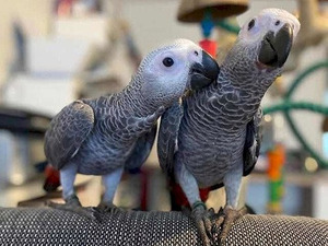 satılık kafesler Afrika gri papağanı / jako papağanı Dişi ve Erkek Papağan