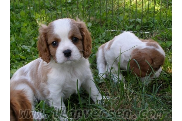 Cavalier king Charles Merkez Efendi Mah.
