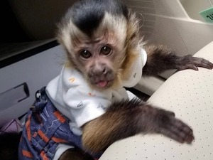 evcil maymunlar Çatalpınar Köyü hayvanlar ilanları