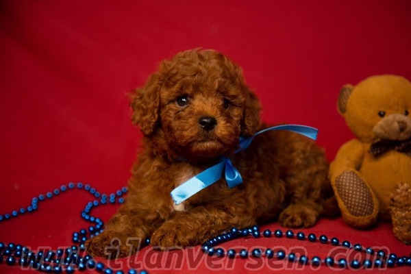 Ataşehir Atatürk Mah. köpek ilanları